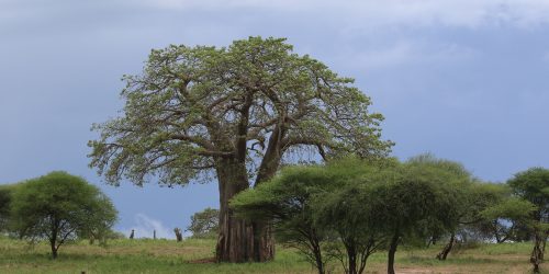 Amazing,Baobab,Tree,,Landscape,Tanzania,,Africa